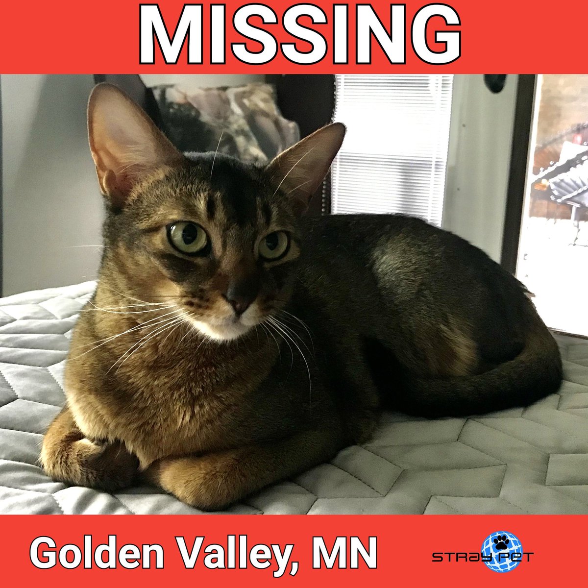 StraypetM's tweet image. Stray Pet Alert - Missing Cat named Athena (Golden Valley, MN 55427) #straypet #lostpet55427 #lostcat #Goldenvalley

straypet.net/stray-pet-aler…