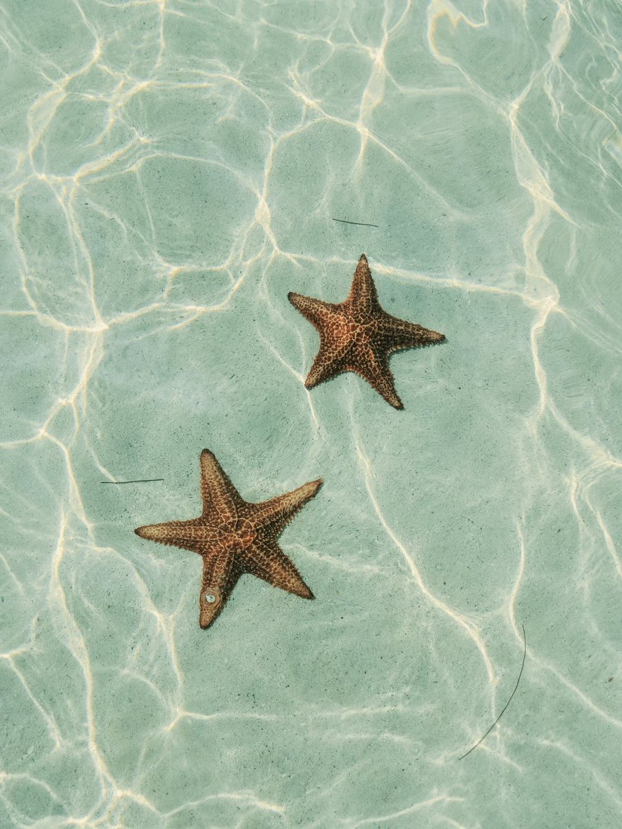 Get up close and personal with nature's beauties at #StarfishPoint. Explore our Cayman activity guide to build your vacation itinerary: buff.ly/2z6nf30.