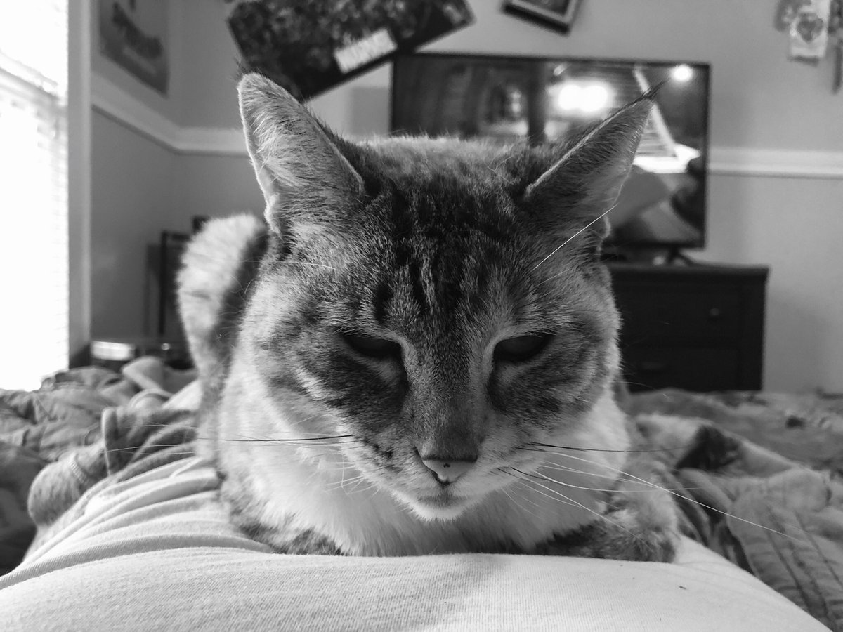 samanthapuss's tweet photo. #loafin on a #SaturdayMorning #catloaf #Caturday #CatsOfTwitter #cats #freshloaf https://t.co/2d65whpsjW