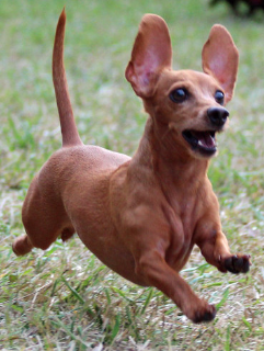 Suncoast Animal League tweet media