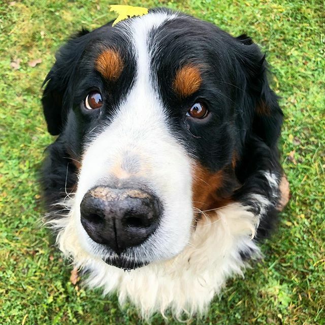 Happy Saturday! What do you mean, I got something on my head? Is it a treat? 🍁🌝🥺
@dog_rates @barkbox .
.
.
.
.
#leaves🍁 #what #adorablepup #adorablepuppy #thatlook #thoseeyes #saturdaysbelike #happysaturday #bernersennenhund #bernesemountaindoglovers… ift.tt/2K7gRPh