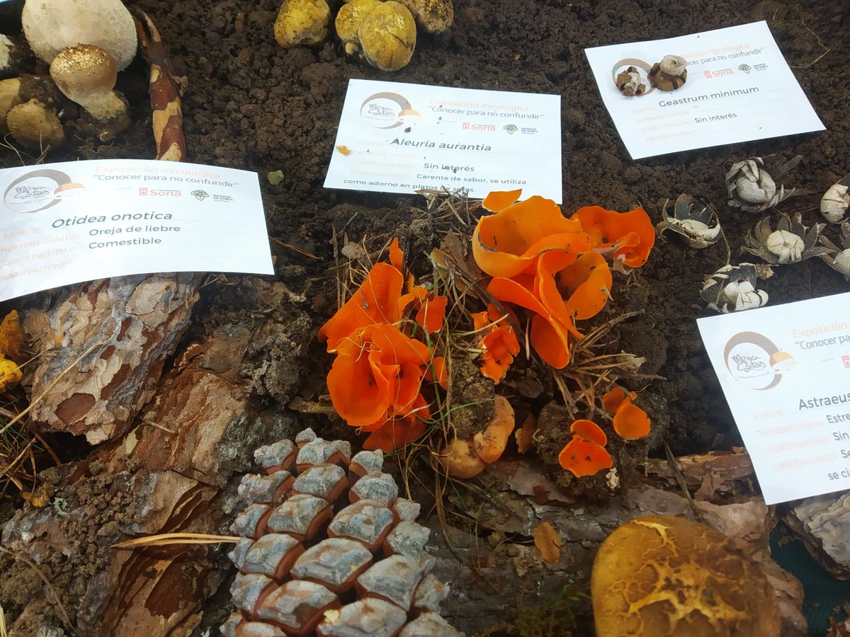 Visita nuestra exposición micológica montada por la Asociación Micológica de El Royo en <a href="/Mercasetas/">Mercasetas</a>