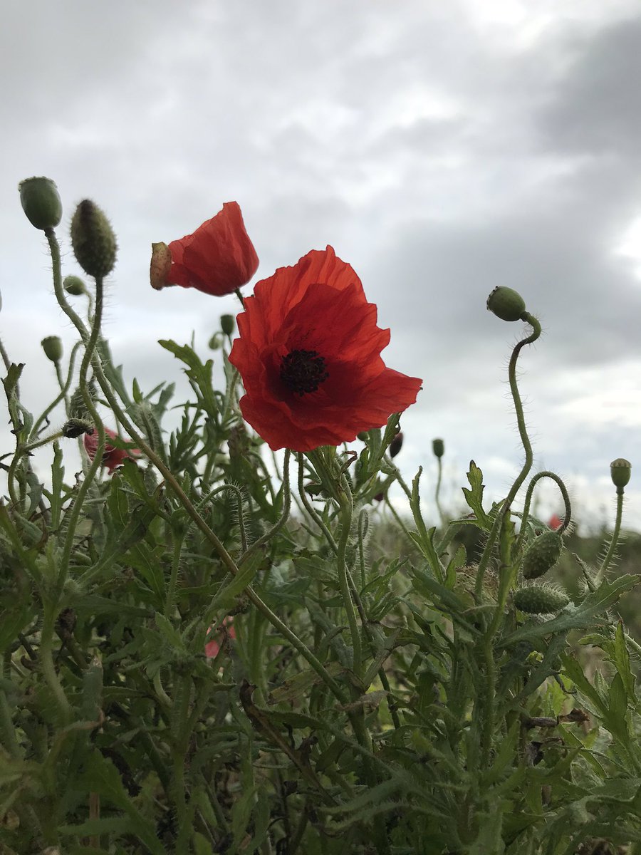 This morning on the Downs