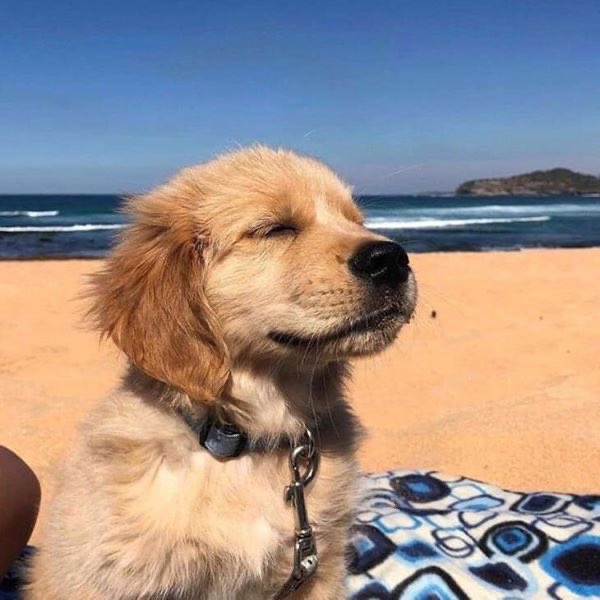 SuavesLomitos's tweet photo. por fin es sabado 🐶 https://t.co/Tfzntp7LG7