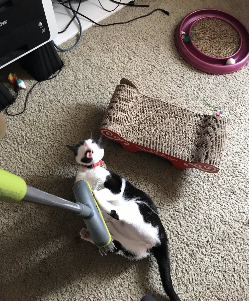 bentotheboy's tweet photo. no brushey im angy https://t.co/3wzra3fPS7