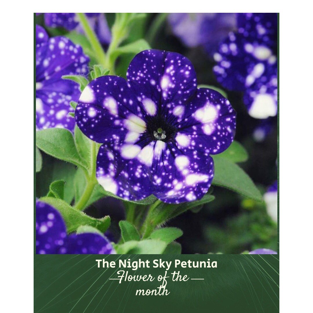 GardenstoneMfg's tweet photo. A beautiful purple bloom to light up your window or patio. Let your garden sparkle with the galaxy flowers also known as the night sky petunia.

Check our Gardenstone collection for flower planters
✨✨ https://t.co/3Zue3VADoO

#flowerofthemonth💐 
#nightskypetunia https://t.co/KNMh2BLDNi