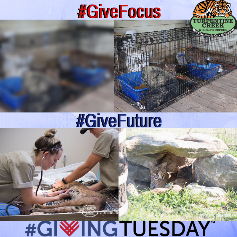 turpentinecreek's tweet photo. Save the Date for #GivingTuesday December 3, 2019. #GiveFocus and #GiveFuture to big cats. Learn more at https://t.co/loU8Wc7apT https://t.co/1WqavxsPXU