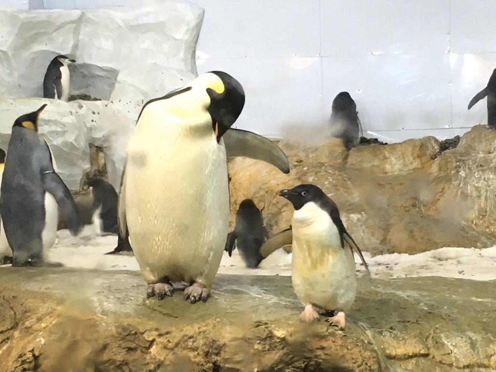 先日和歌山県のアドベンチャーワールドに遊びに行ってきました!
本物の皇帝ペンギンのヒナを見ることができました。感激? 