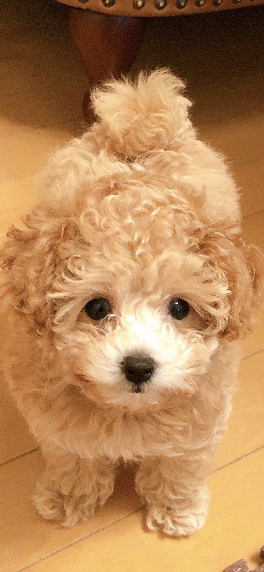 トイプードルの鳴き声がマンションでうるさい 迷惑かけている時に飼い主ができることとは ワンコと一緒にハッピーライフ