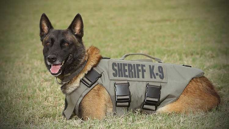 Report suggests K-9 Chucky was fatally shot from behind while attempting takedown of armed suspect 
😟Still a long way for this story to end. RIP Chucky.
kens5.com/article/news/l…
#Conan #ZeroBarkThirty #K9 #police #WarOnDrugs #LivePD 
<a href="/LivePDNation/">Benny</a> <a href="/OfficialLivePD/">Live PD on A&E</a>