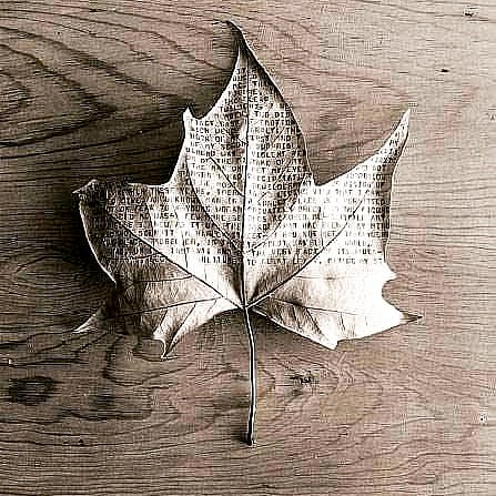 s_msonia's tweet photo. __" El viento se lleva las hojas secas 🍁🍃🍂🍃🍂🍁 todos los secretos y el destino escrito con tinta de café"
#microcuento
#microcuentos #bySonia
#LetrasyLatidos
#FelizSabado
#FelizFinDeSemana
#GoodVibes https://t.co/7oFh6V0HR5