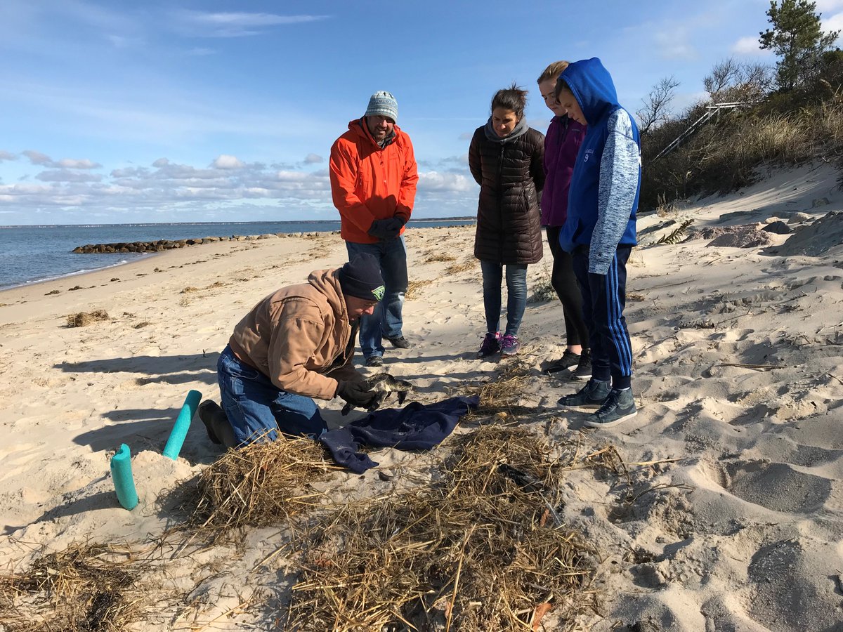 Our first cold-stunned sea turtles of the fall have been recovered! This is our volunteer Tim O'Brien at Brewster's Breakwater Beach with the folks who found a live Kemp's ridley this morning. This turtle is heading now to the New England Aquarium for medical care and rehab!