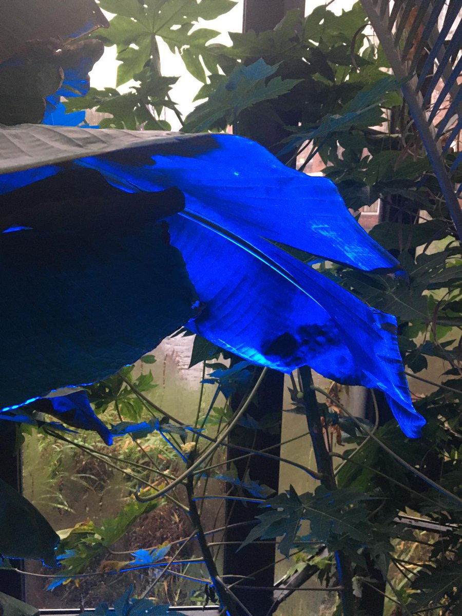 BarefootLady's tweet image. #bombaydistillery