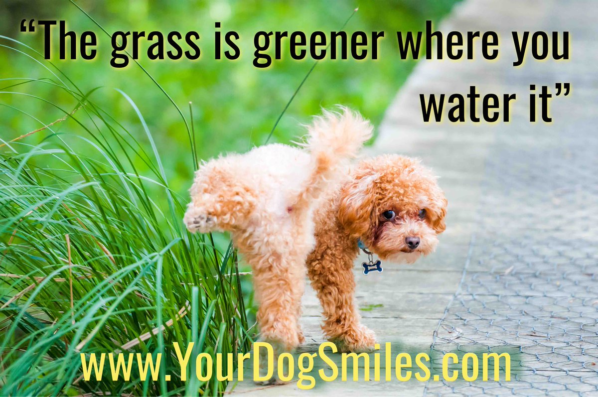 YourDogSmiles's tweet photo. “The grass is greener where you water it” ☺️ #GreenerGrass #Dogs #Cats #Dogwalking #PetSitting #CatSitting #PositiveEnergy #PositiveQuotes #Positivity #Fairfax #Reston #Ashburn #Vienna #Oakton #McLean #Leesburg #Ashburn https://t.co/RGcwBR6P3J