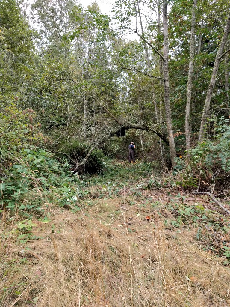 WindhouseFarm's tweet photo. Progress on future homestead site is actually moving along now, so this'll be the start of a thread I'll update as we go. Reminder, this is what we started with two years ago. Our future driveway, an old overgrown logging road. We thought we'd be doing it all by hand. 😫🤪☠️ 1/? https://t.co/Az8y9RGrDV