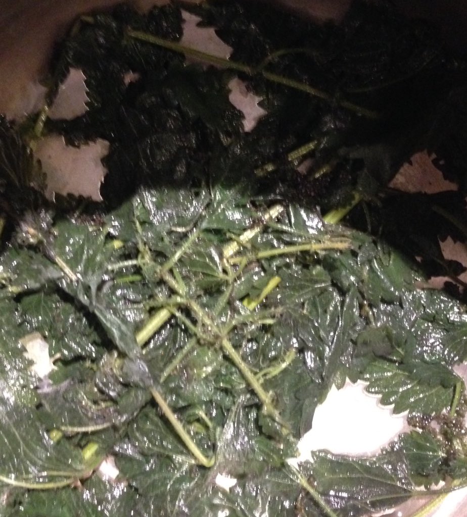 LifeWriteGuide's tweet image. Remnants of nettle tea! I spent fifteen years battling with this plant in the garden. It finally won about a month ago. Now we have a symbiotic relationship. Better for the plant, the wildlife, and for me. Nettle tea is addictive and SO good for you. Nettle memories?
#nettletea
