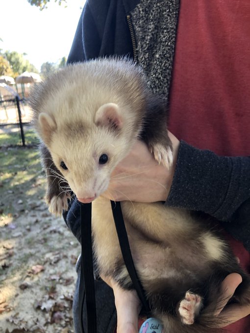 Watch FoxyPrince ♡'s leaked NSFW photo on TwXstars