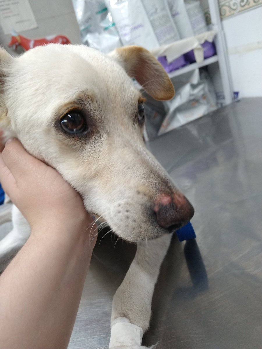 CaninoCorazon's tweet photo. recto producidos por las astillas, la manipulación para retirarle los desechos y los enemas. Sigue con la dieta de pollo, calabaza y caldo de sopa con verduras blandas

⚕️ El lunes tiene control de nuevo.

♥️Gracias a todas las personas que están colaborando con el♥️
⬇️ https://t.co/e1I5JGm6cT