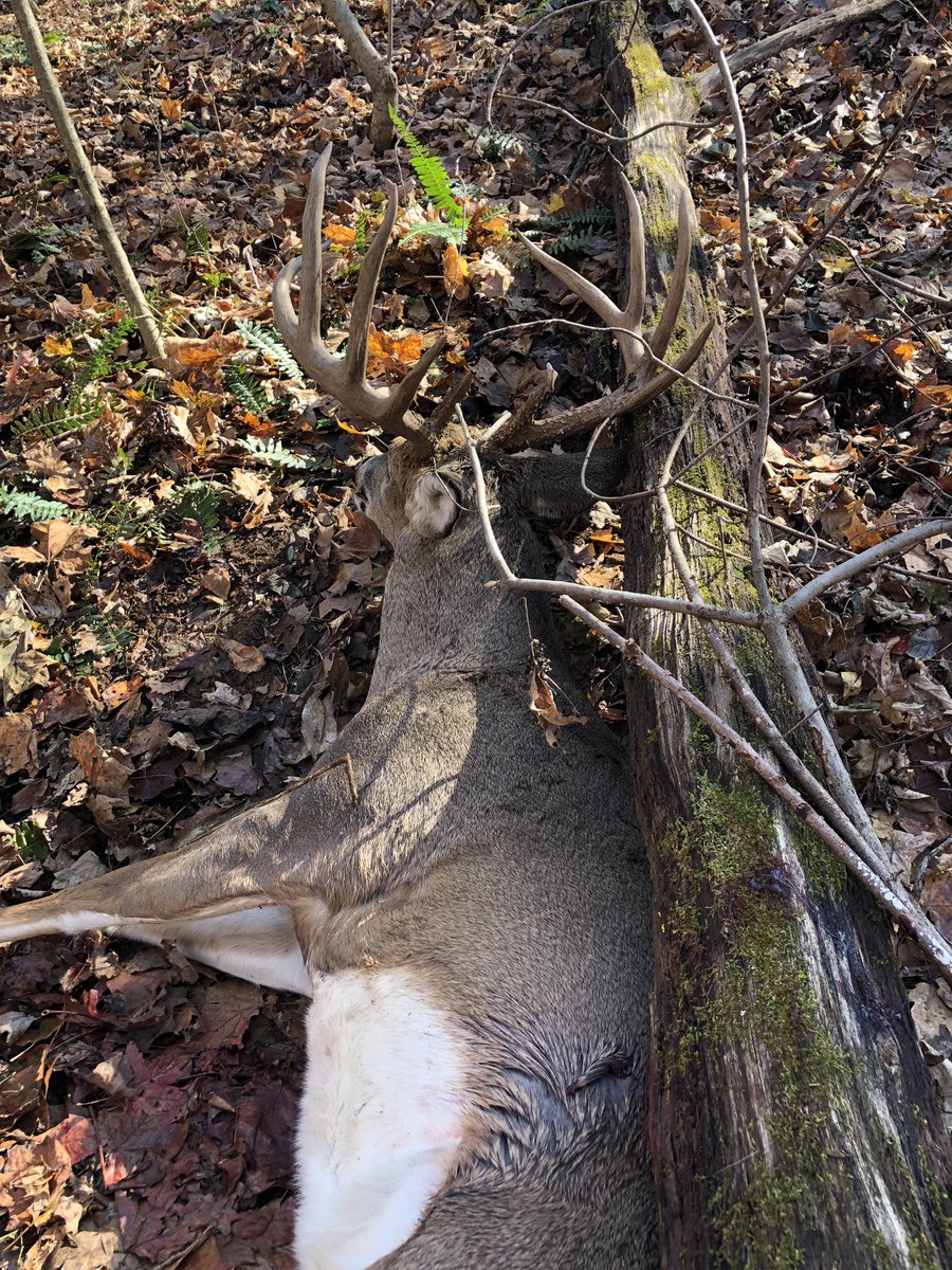 What an awesome deer! Pictures don’t hardly do him justice but here’s a few of the many I’ve got. Rough scored him at 171 1/8”.