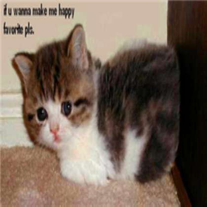 Roblox Cat Memes