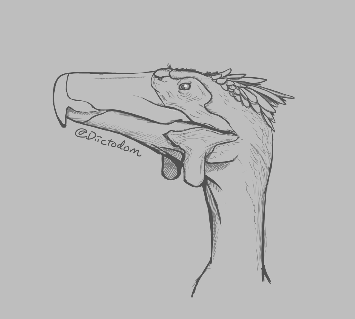 Diictodom's tweet image. Kelenken guillermoi.
#Sketch #Drawing #Art #Bird #Paleoart #Kelenken