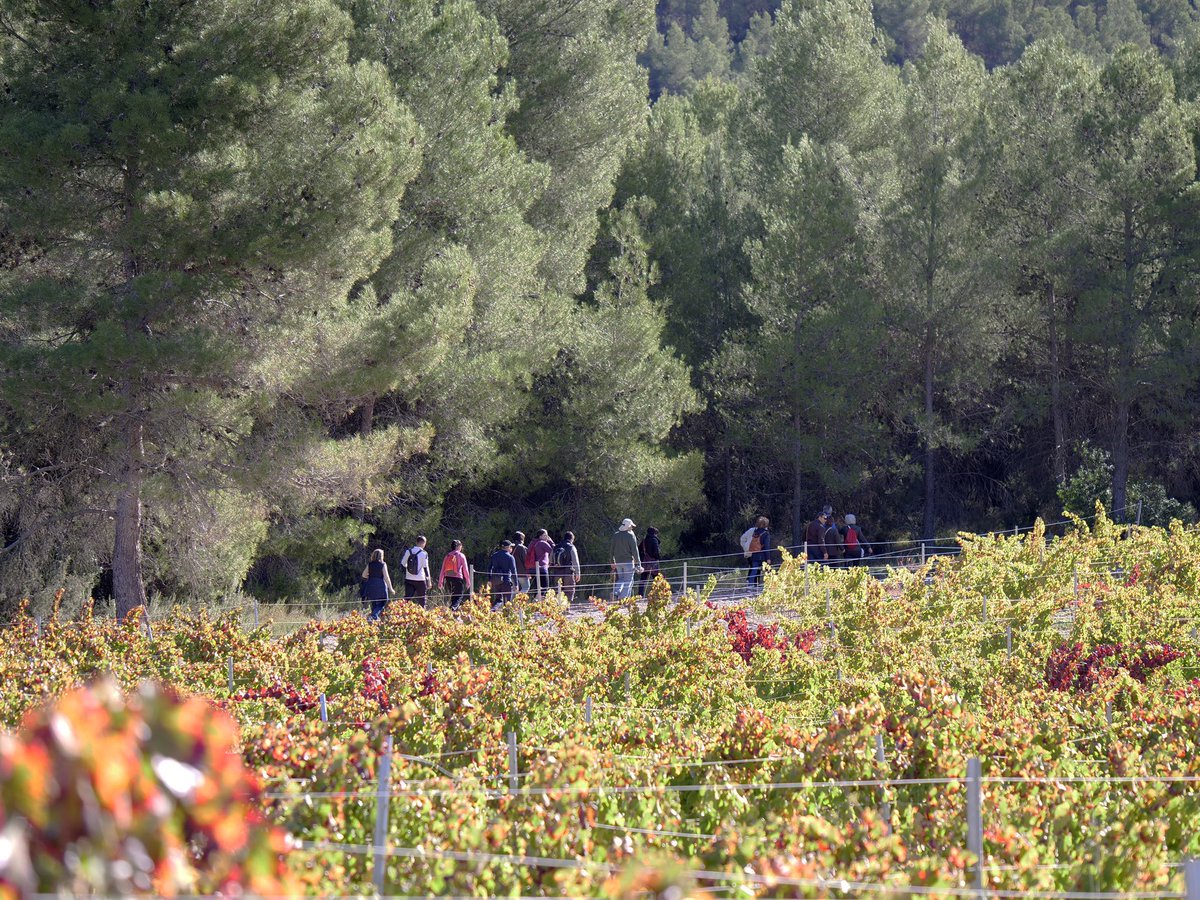 Restaurante Castillico, con su buen hacer, ha sido el encargado de poner el punto y final a esta agradable jornada. #DiaEuropeoEnoturismo 🇪🇺 🍇! #ConectaconTuRuta #EnoturismoRVE