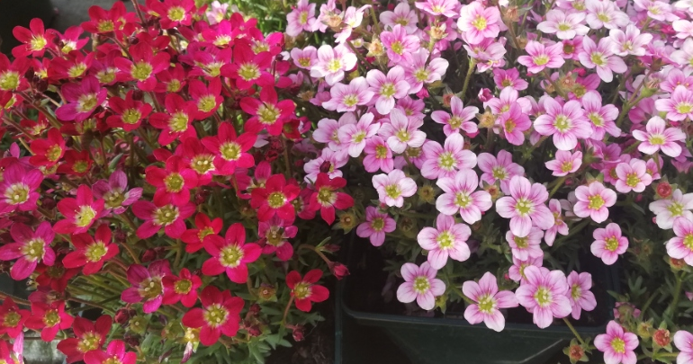 Plantas y flores tweet media