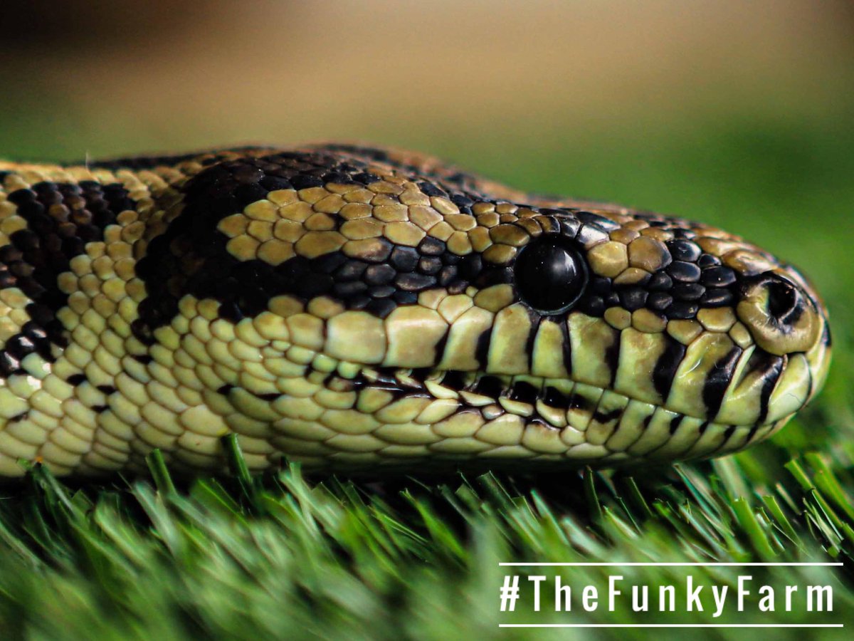 TheFunkyFarm's tweet photo. Pic of the day ๐ธ #cleo #snake #python #slither #slitherysnake #reptilelover #reptilesofinstagram #reptilekeeper #reptile #coldbloodedpets #thefunkyfarm #wherewouldyouratherbe #havethebestdayever #morethanjustazoo #morethanjustafarm #zoolife https://t.co/nWnpC71t6I