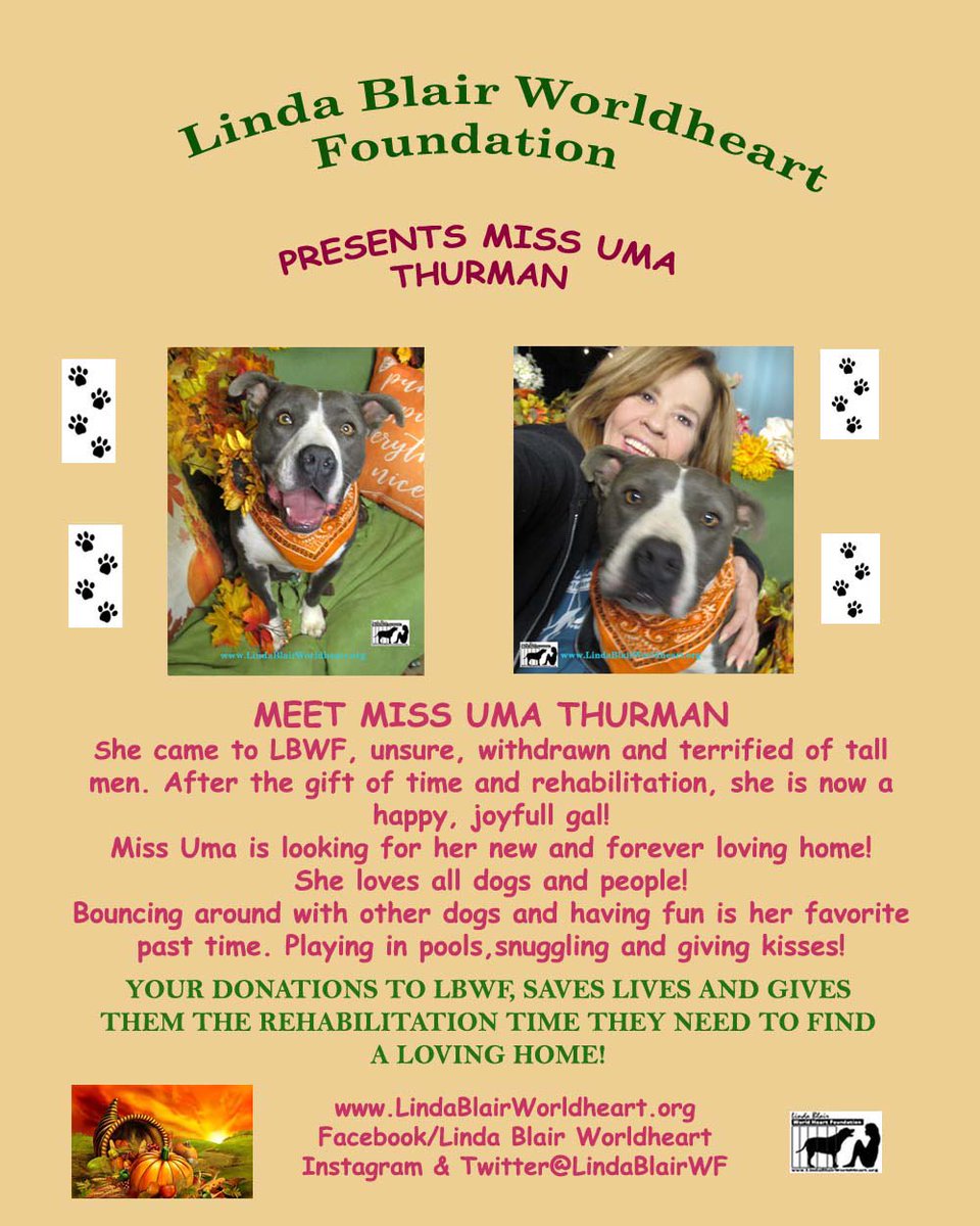 Meet Miss Uma! #helpushelpher #shelterdogs