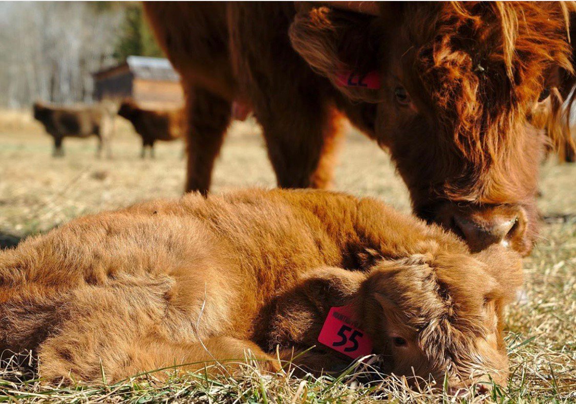 What should we name this fella?  
@CowoftheDay1 #mountainprimal #cowoftheday