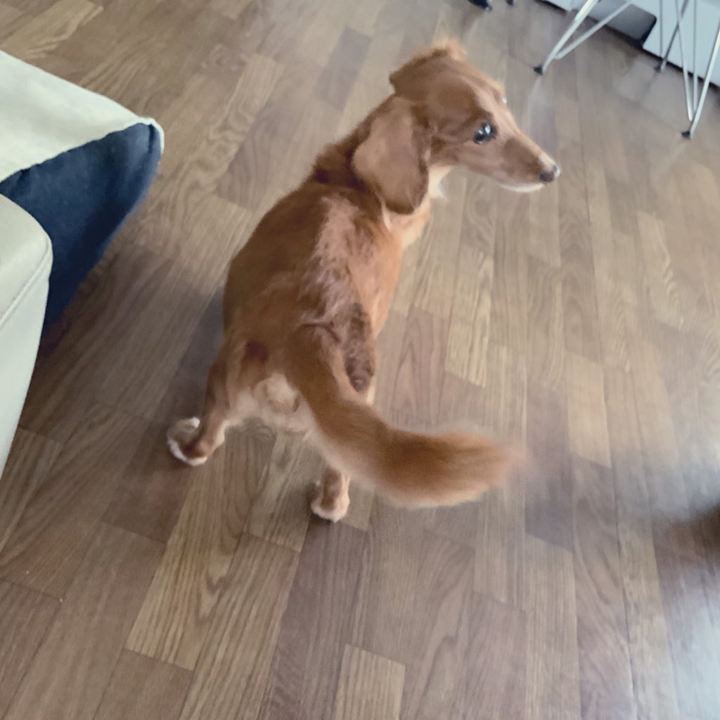 0069_1111's tweet image. 元気な頃の犬
