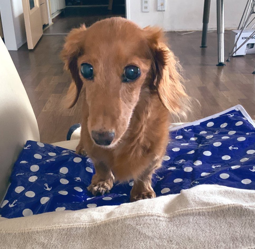 0069_1111's tweet image. 元気な頃の犬