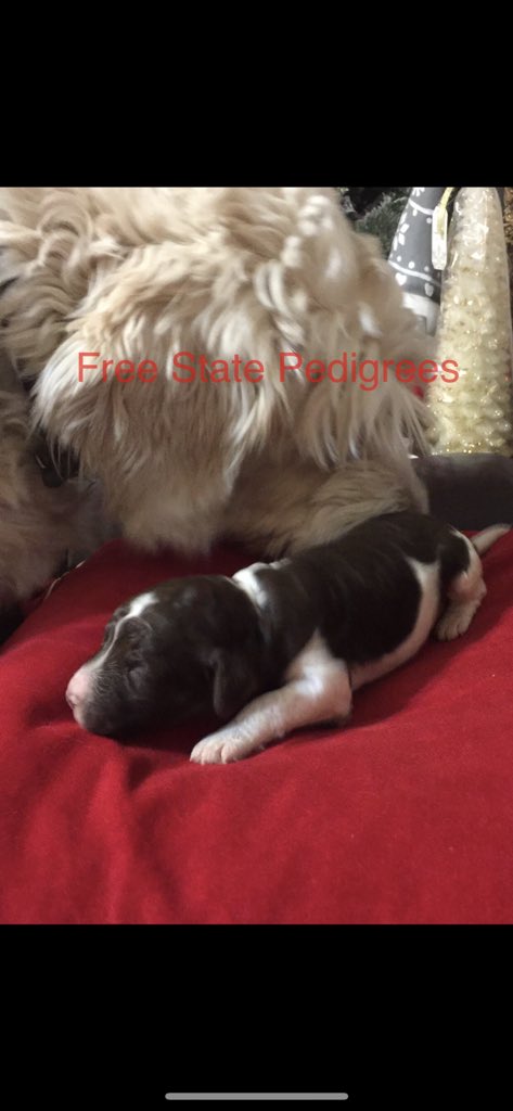 fspedigrees's tweet image. 