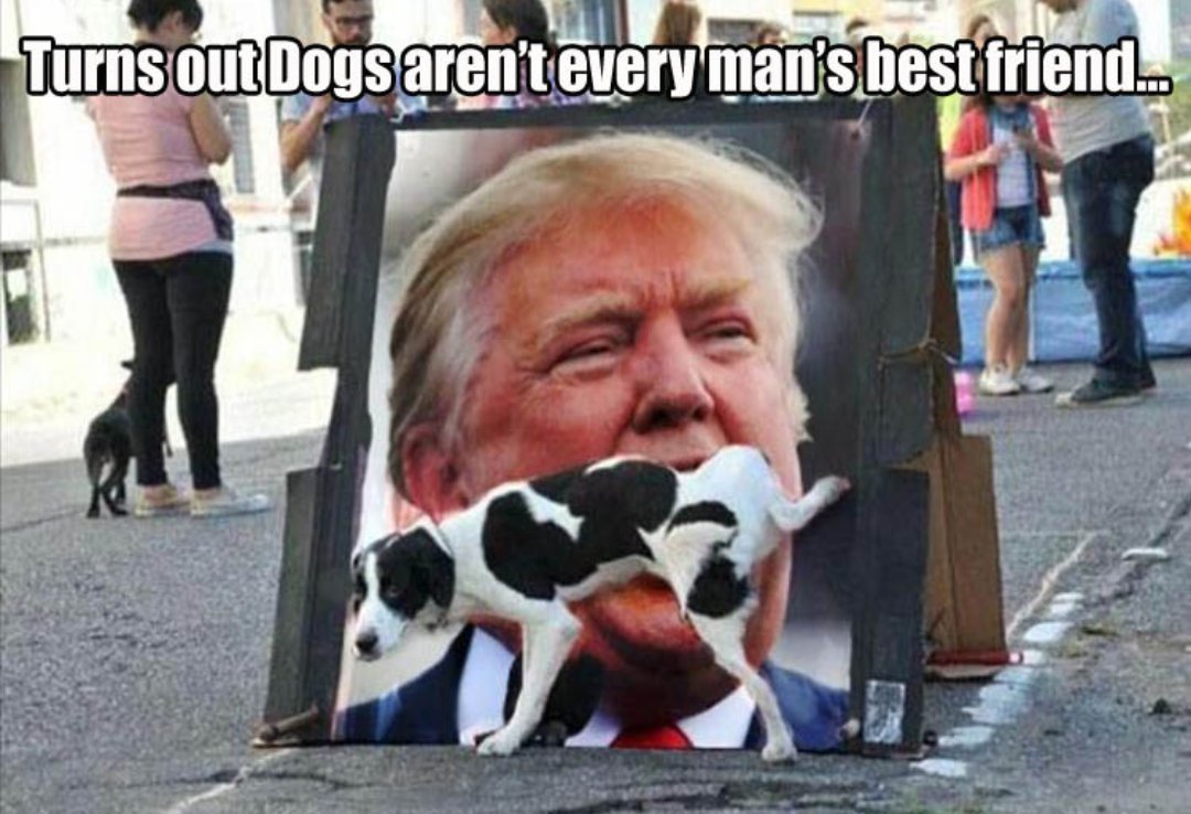 ivyjofreeman's tweet image. If the dog could talk he would probably threaten to sue him for using his image. No one with brains wants any association with Trump!!
#TrumpNoOneLikesYou #EvenDogs