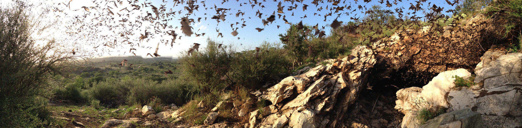 US Fish and Wildlife on Twitter "Bats face many threats, but one of