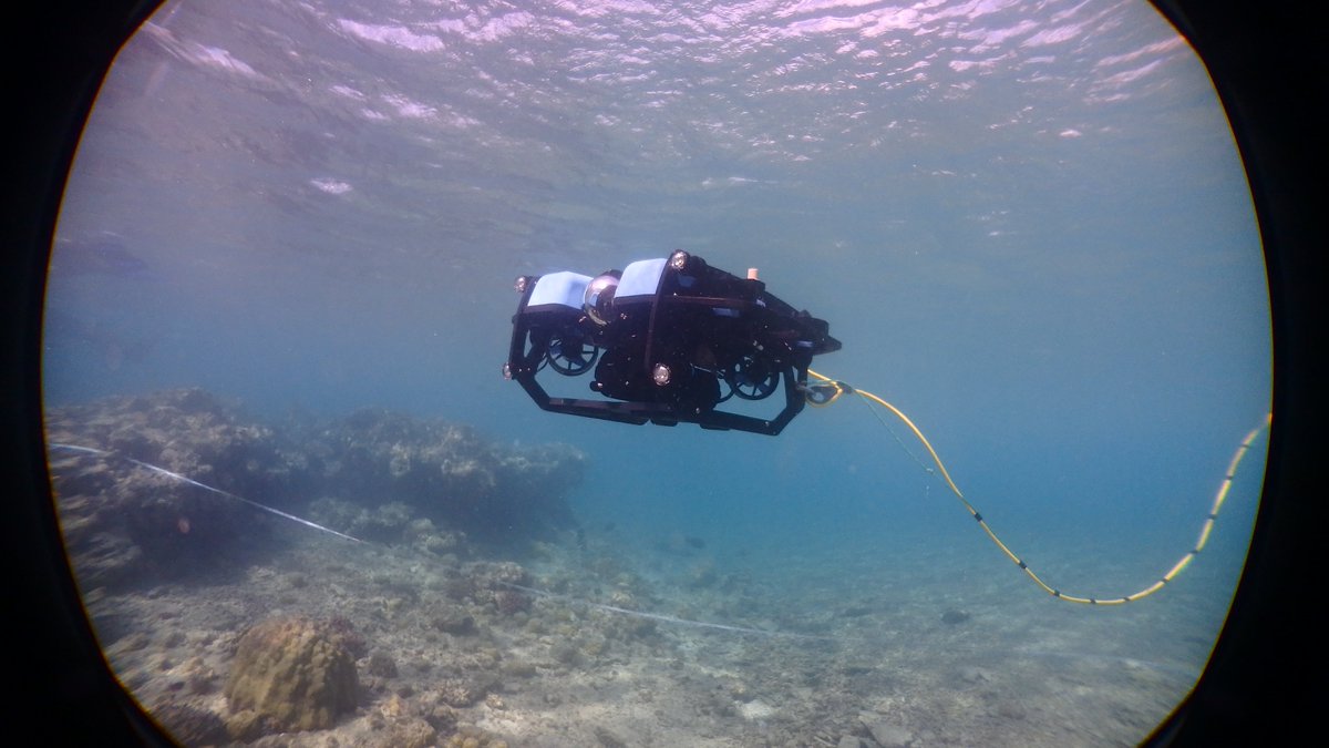 Out now! Our new paper comparing mini #ROV and #snorkeler #fish transects. Have a read to find out who won! 
doi.org/10.1016/j.jemb…
