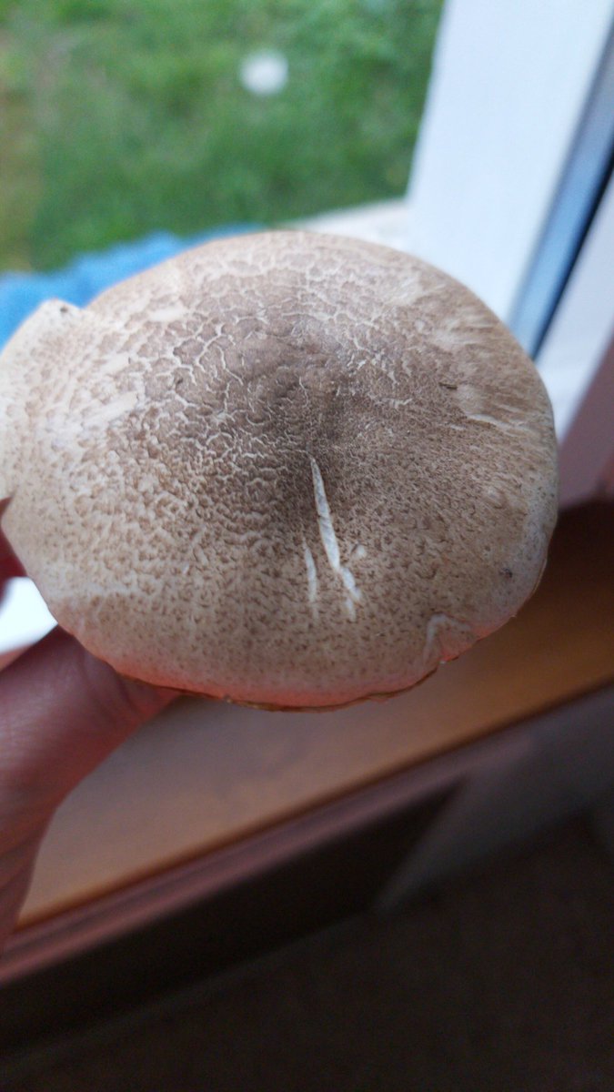 Merys14758102's tweet photo. @Fungi_Cosas holaaa! Serian agaricus matrum? Un saludo https://t.co/c2uRtSF0Xn