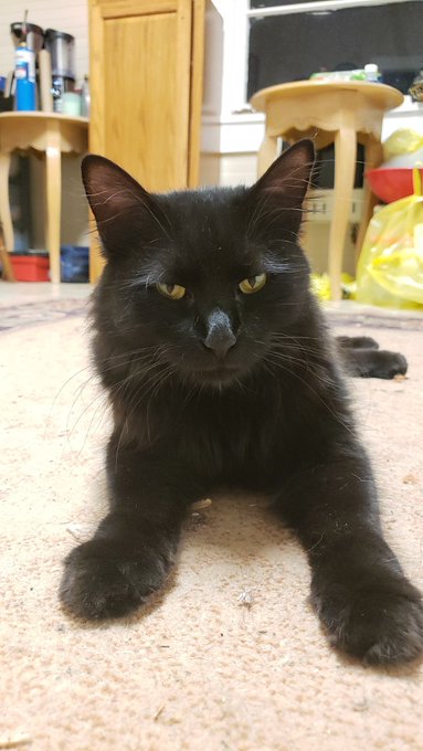 #WhenABlackCatCrossesYourPath You take it home and make it your demon spawn ESA https://t.co/TQXhTvm<a href="/tag/whenablackcatcrossesyourpath"class="tags">#WhenABlackCatCrossesYourPath</a>