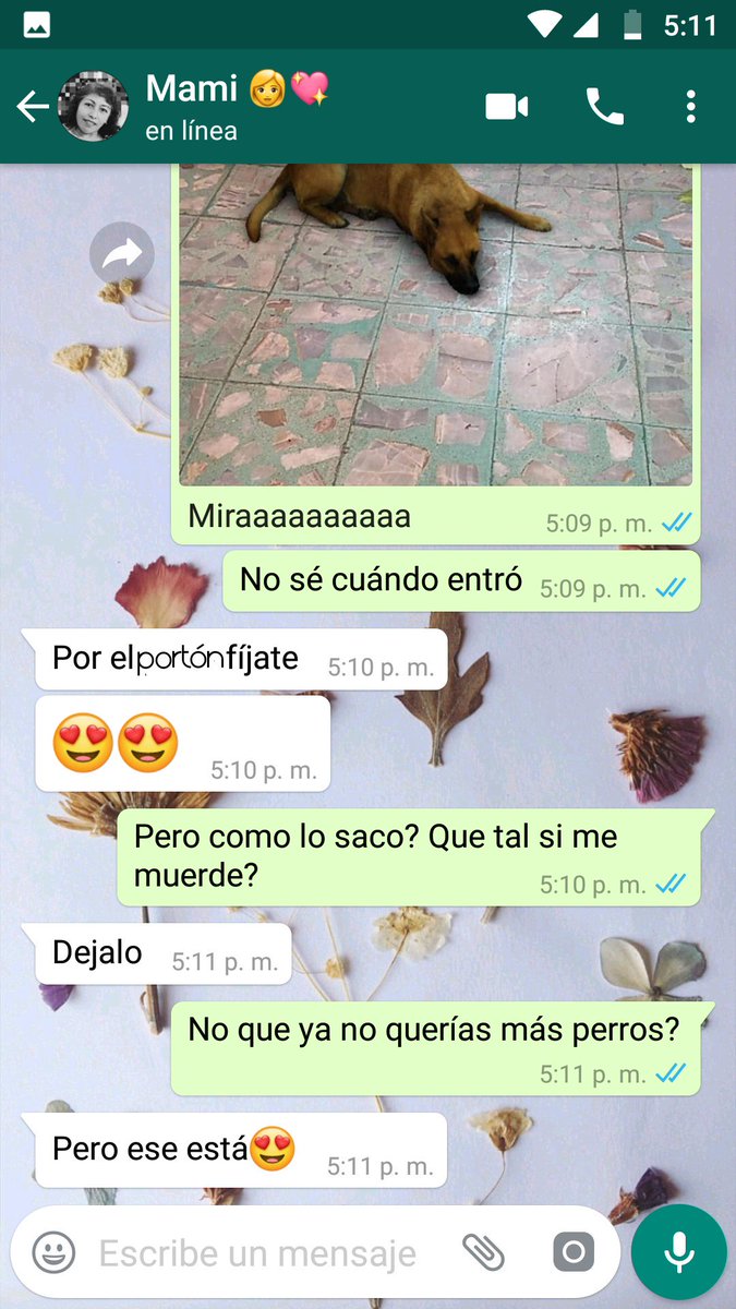 Iltse95's tweet photo. @maire_wink ahora no sé de dónde voy a sacar a un perro así porque si le gusto. 🤦😂 https://t.co/IIMrWeqVUJ