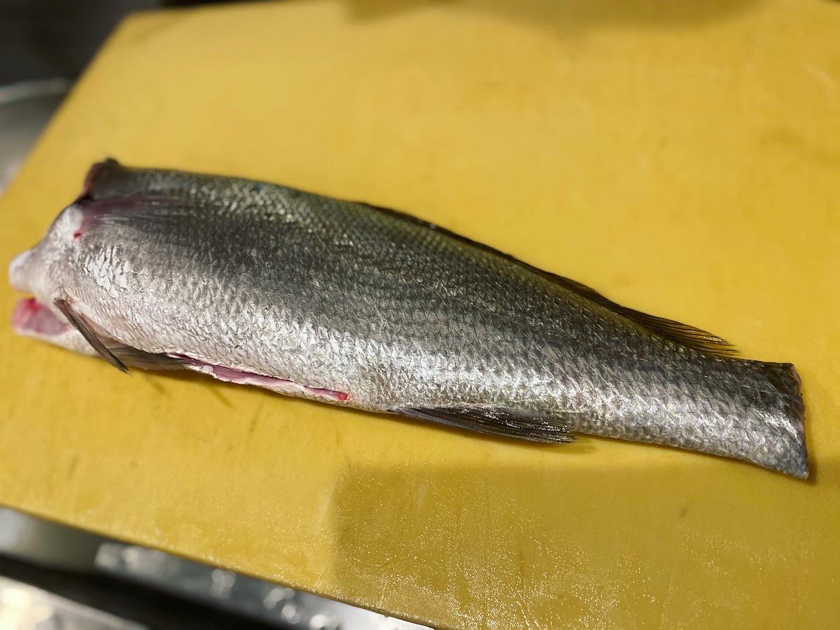 田中ケン ケンズキッチン 熟成ニベ 刺身 うまい 魚 刺身盛り Food Fish Dish 刺身盛合せ お造り 手作り料理 和食 寿司 鮨 Sushi Sushi Sashimi 釣り フィッシング カマス かます イシモチ ニベ 熟成 熟成肉 熟成魚 熟成寿司