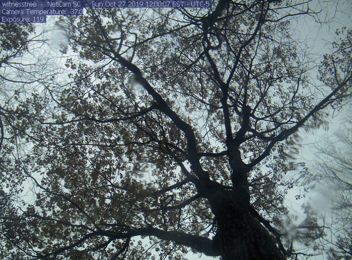 A witness tree tweet media