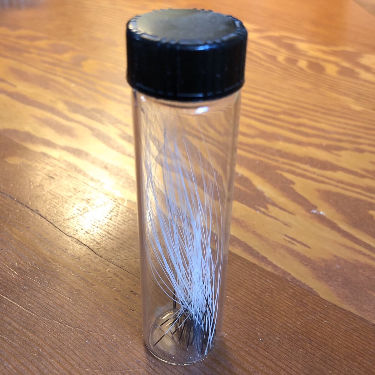 verkstad's tweet photo. @NekoCase I save my cats’ whiskers. They make me immune to your judgement :) https://t.co/TsdT0qykGa