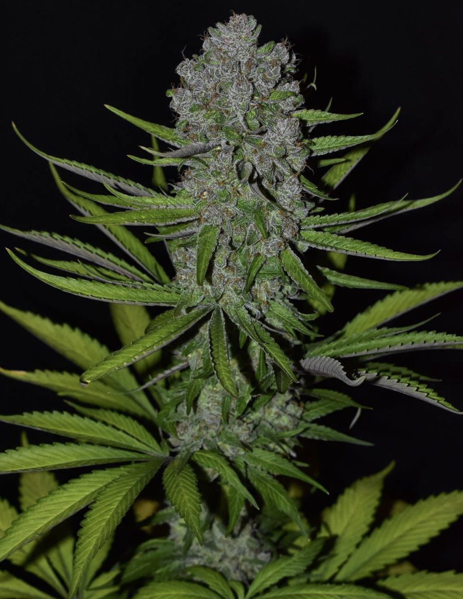 DJShortSeeds's tweet photo. #BreedersChoiceMix1 at the end of flower stinking of dank floral berry and sour chemical cologne. The mother is #HappyPussy and the father is #DjShortF13. There are 400 packs of this one total and won't be another drop.
#djshort #oldworldgenetics #cannabis #hightimes #maryjane https://t.co/dUwyhhAeHy