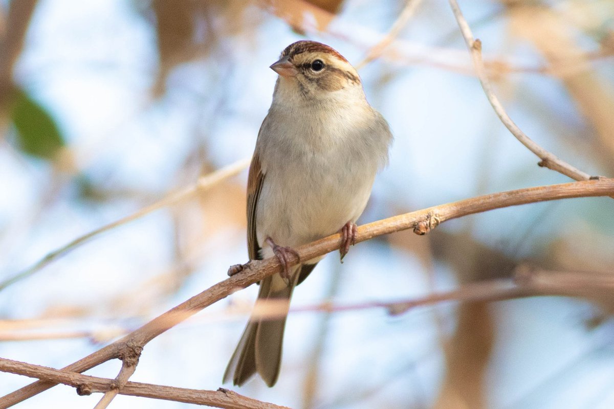 다모아일칠 (@datkomoa17) on Twitter photo 