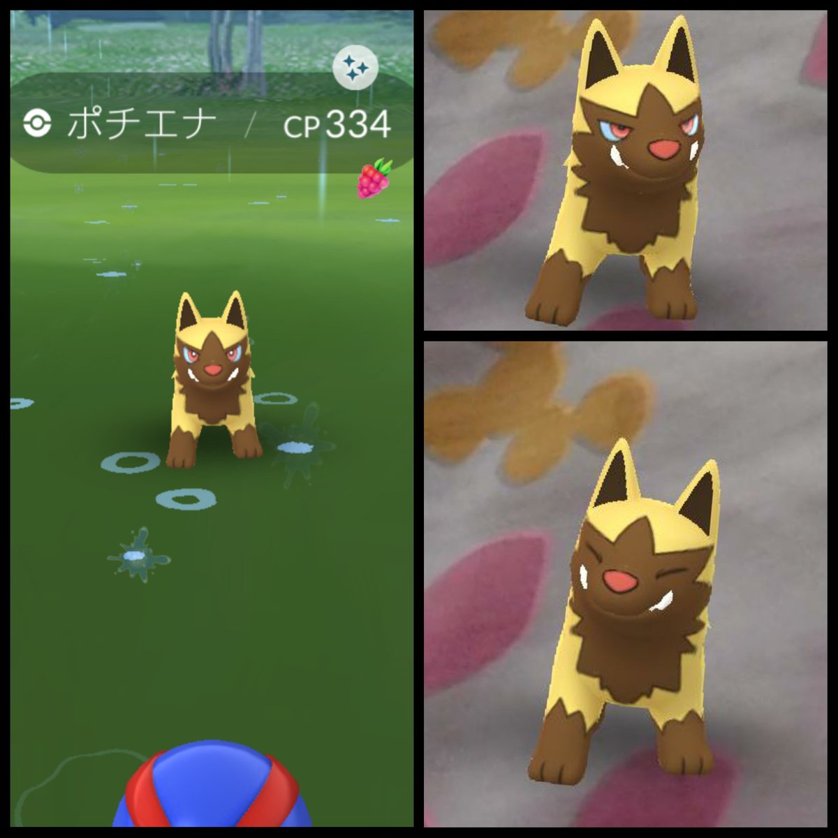 ポチエナ色違い