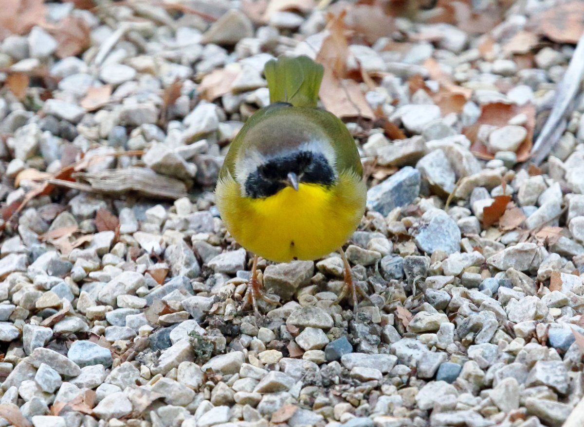 다모아일칠 (@datkomoa17) on Twitter photo 