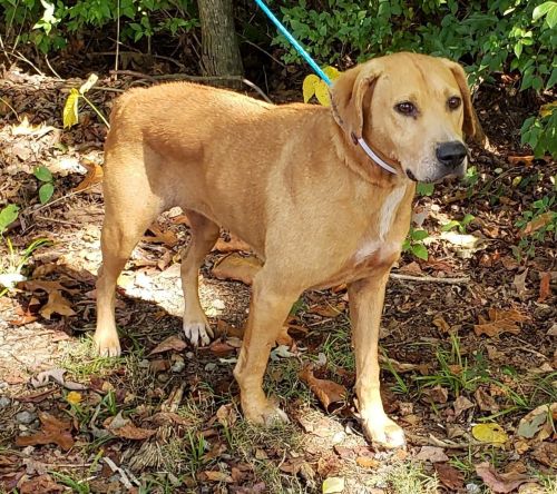 nyshelterpets's tweet photo. 🐶 Pick up #FLORRY soon! #spca She's your new best friend! #PetAdoption 💜 https://t.co/MQVBjTsgq9 https://t.co/vbsV3IrrTp
