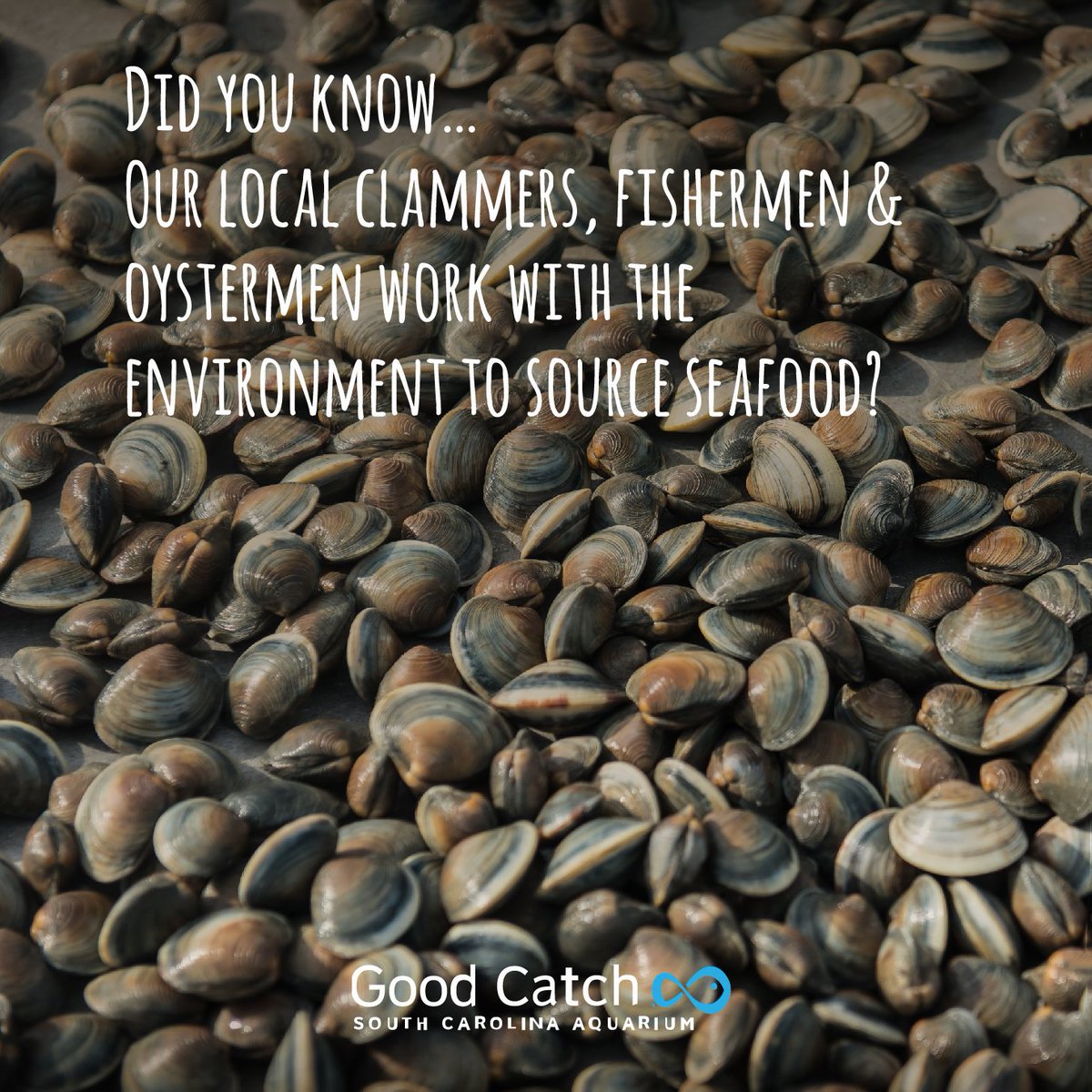 SCaquarium's tweet photo. It's #NationalSeafoodMonth! Did you know our local clammers, fishermen & oystermen work with the environment to source seafood?When you choose local, you're choosing to support healthy oceans! #protectwhatyoulove #GoodCatchGoesLocal #sustainableseafood #knowyourfishermen https://t.co/iISJkObJyq