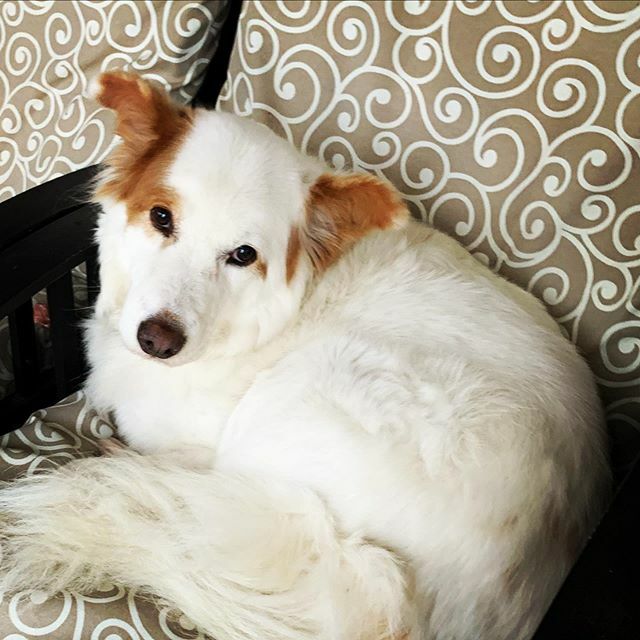 stephiskis's tweet photo. Buddy. https://t.co/4140bJRxpM https://t.co/SGnYoj8iGh