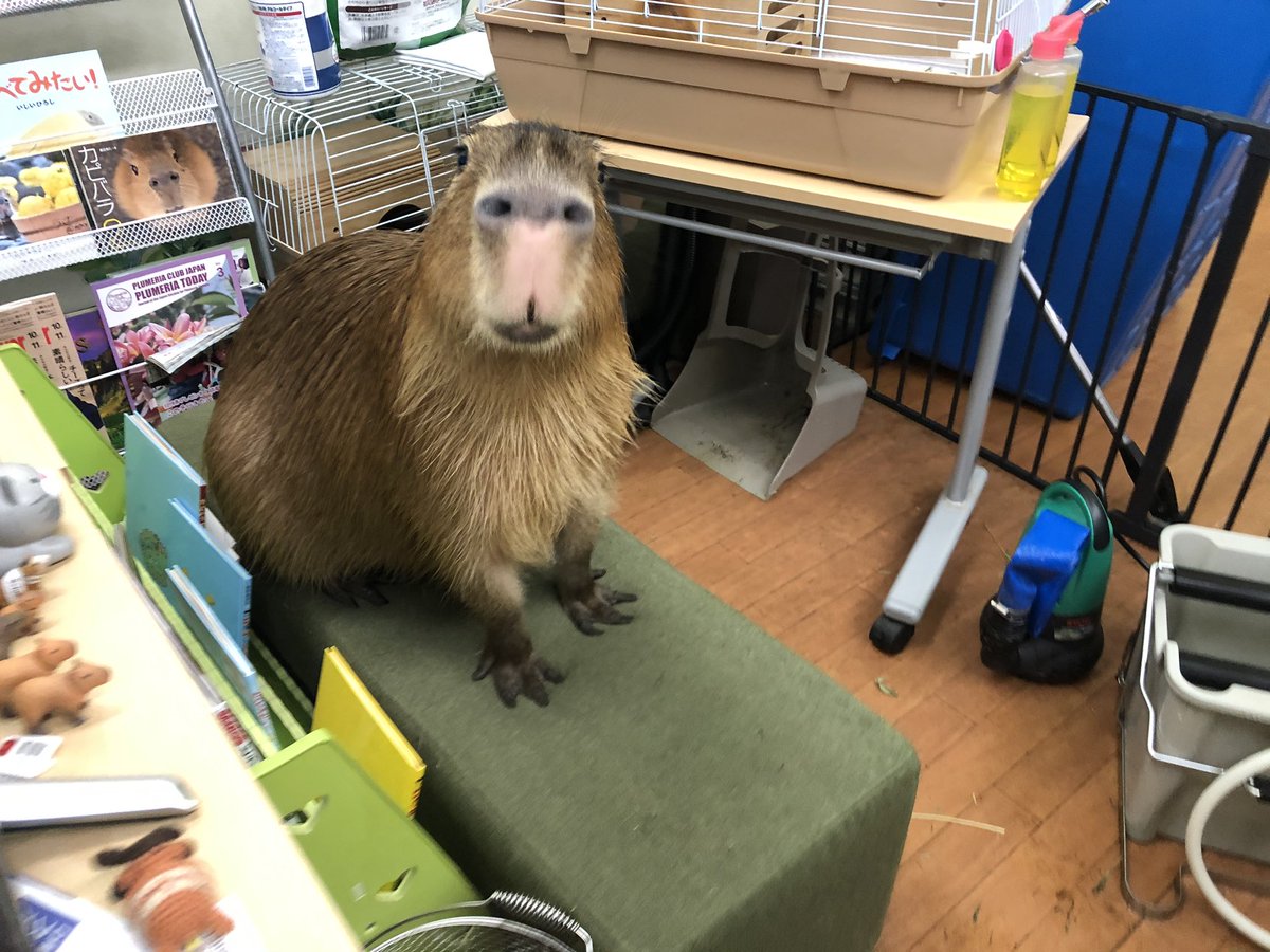 Pres Oink Shimarisu しまりす大統領 カピバランド Puipui 茅ヶ崎のカピバラ さんの話題とともに 個人飼育できるのか の話題も多いようが カピバラは 買う ことはできても 健康な状態を保ち続けながら 飼う ことは難しいと思います 茅ヶ崎の